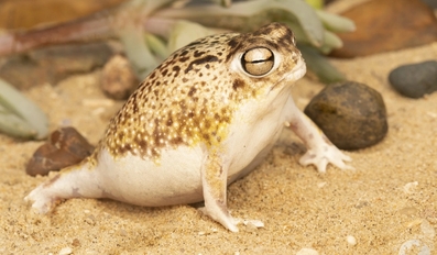 Angry Frog Faces Extinction